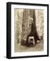 Route creusée dans le tronc d'un séquoia géant,forêt de Mariposa,Californie (Wawona,28 feet-Carleton Emmons Watkins-Framed Giclee Print