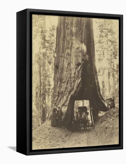Route creusée dans le tronc d'un sequoia géant , Forêt de Mariposa, Californie-Carleton Emmons Watkins-Framed Stretched Canvas