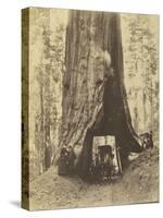 Route creusée dans le tronc d'un sequoia géant , Forêt de Mariposa, Californie-Carleton Emmons Watkins-Stretched Canvas