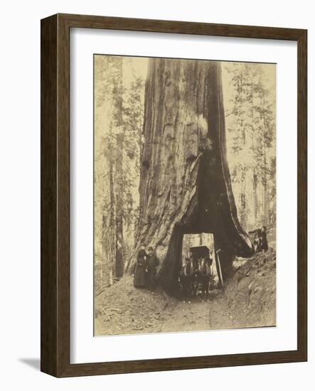 Route creusée dans le tronc d'un sequoia géant , Forêt de Mariposa, Californie-Carleton Emmons Watkins-Framed Giclee Print