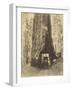 Route creusée dans le tronc d'un sequoia géant , Forêt de Mariposa, Californie-Carleton Emmons Watkins-Framed Giclee Print