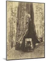 Route creusée dans le tronc d'un sequoia géant , Forêt de Mariposa, Californie-Carleton Emmons Watkins-Mounted Giclee Print