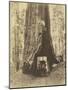 Route creusée dans le tronc d'un sequoia géant , Forêt de Mariposa, Californie-Carleton Emmons Watkins-Mounted Giclee Print