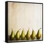 Row Of Antique Pears-Tom Quartermaine-Framed Stretched Canvas