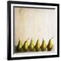 Row Of Antique Pears-Tom Quartermaine-Framed Giclee Print