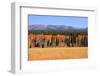 Row of Aspen Trees and Pine Trees-SNEHITDESIGN-Framed Photographic Print