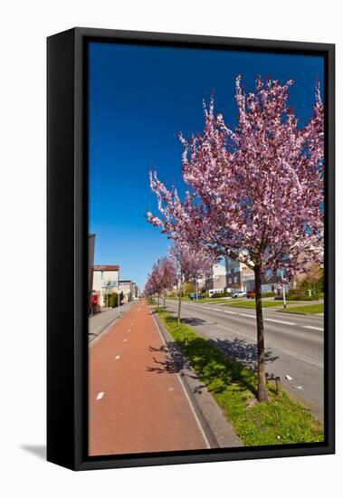 Row of Blossom Trees in Bloom-Peter Wollinga-Framed Stretched Canvas