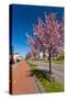 Row of Blossom Trees in Bloom-Peter Wollinga-Stretched Canvas