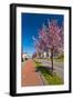 Row of Blossom Trees in Bloom-Peter Wollinga-Framed Photographic Print