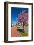 Row of Blossom Trees in Bloom-Peter Wollinga-Framed Photographic Print