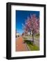 Row of Blossom Trees in Bloom-Peter Wollinga-Framed Photographic Print