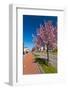 Row of Blossom Trees in Bloom-Peter Wollinga-Framed Photographic Print