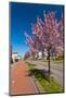 Row of Blossom Trees in Bloom-Peter Wollinga-Mounted Photographic Print