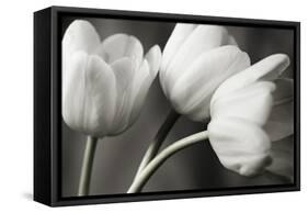 Row Of Bw Tulips-Tom Quartermaine-Framed Stretched Canvas