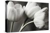 Row Of Bw Tulips-Tom Quartermaine-Stretched Canvas