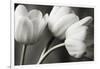 Row Of Bw Tulips-Tom Quartermaine-Framed Giclee Print