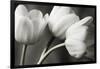 Row Of Bw Tulips-Tom Quartermaine-Framed Giclee Print