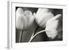 Row Of Bw Tulips-Tom Quartermaine-Framed Premium Giclee Print