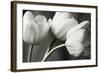 Row Of Bw Tulips-Tom Quartermaine-Framed Premium Giclee Print