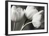 Row Of Bw Tulips-Tom Quartermaine-Framed Premium Giclee Print