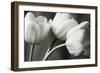 Row Of Bw Tulips-Tom Quartermaine-Framed Giclee Print