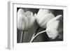 Row Of Bw Tulips-Tom Quartermaine-Framed Giclee Print