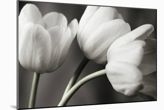 Row Of Bw Tulips-Tom Quartermaine-Mounted Giclee Print