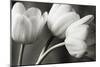 Row Of Bw Tulips-Tom Quartermaine-Mounted Giclee Print