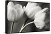 Row Of Bw Tulips-Tom Quartermaine-Framed Stretched Canvas