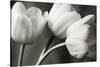 Row Of Bw Tulips-Tom Quartermaine-Stretched Canvas