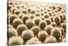 Row of Cactuses in the Flowerpots. Top View of Cactus Farm with Various Cactus Type. Cactus Have Th-bluedog studio-Stretched Canvas