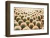 Row of Cactuses in the Flowerpots. Top View of Cactus Farm with Various Cactus Type. Cactus Have Th-bluedog studio-Framed Photographic Print