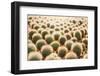 Row of Cactuses in the Flowerpots. Top View of Cactus Farm with Various Cactus Type. Cactus Have Th-bluedog studio-Framed Photographic Print