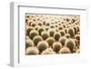 Row of Cactuses in the Flowerpots. Top View of Cactus Farm with Various Cactus Type. Cactus Have Th-bluedog studio-Framed Photographic Print