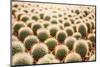 Row of Cactuses in the Flowerpots. Top View of Cactus Farm with Various Cactus Type. Cactus Have Th-bluedog studio-Mounted Photographic Print