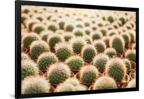 Row of Cactuses in the Flowerpots. Top View of Cactus Farm with Various Cactus Type. Cactus Have Th-bluedog studio-Framed Photographic Print