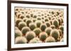 Row of Cactuses in the Flowerpots. Top View of Cactus Farm with Various Cactus Type. Cactus Have Th-bluedog studio-Framed Photographic Print