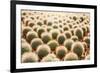 Row of Cactuses in the Flowerpots. Top View of Cactus Farm with Various Cactus Type. Cactus Have Th-bluedog studio-Framed Photographic Print