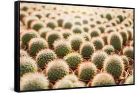 Row of Cactuses in the Flowerpots. Top View of Cactus Farm with Various Cactus Type. Cactus Have Th-bluedog studio-Framed Stretched Canvas
