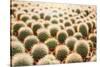 Row of Cactuses in the Flowerpots. Top View of Cactus Farm with Various Cactus Type. Cactus Have Th-bluedog studio-Stretched Canvas