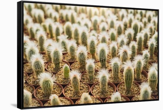 Row of Cactuses in the Flowerpots. Top View of Cactus Farm with Various Cactus Type. Cactus Have Th-bluedog studio-Framed Stretched Canvas