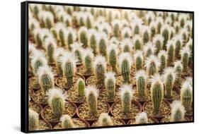 Row of Cactuses in the Flowerpots. Top View of Cactus Farm with Various Cactus Type. Cactus Have Th-bluedog studio-Framed Stretched Canvas