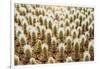 Row of Cactuses in the Flowerpots. Top View of Cactus Farm with Various Cactus Type. Cactus Have Th-bluedog studio-Framed Photographic Print