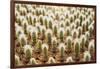 Row of Cactuses in the Flowerpots. Top View of Cactus Farm with Various Cactus Type. Cactus Have Th-bluedog studio-Framed Photographic Print