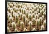 Row of Cactuses in the Flowerpots. Top View of Cactus Farm with Various Cactus Type. Cactus Have Th-bluedog studio-Framed Photographic Print