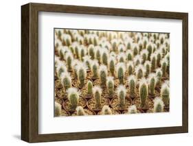 Row of Cactuses in the Flowerpots. Top View of Cactus Farm with Various Cactus Type. Cactus Have Th-bluedog studio-Framed Photographic Print