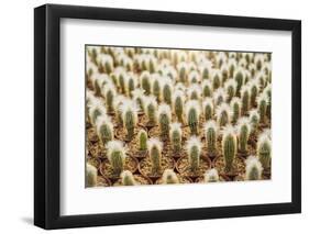 Row of Cactuses in the Flowerpots. Top View of Cactus Farm with Various Cactus Type. Cactus Have Th-bluedog studio-Framed Photographic Print