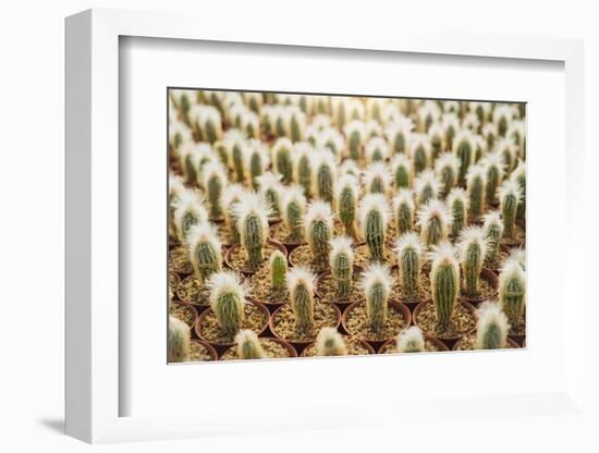 Row of Cactuses in the Flowerpots. Top View of Cactus Farm with Various Cactus Type. Cactus Have Th-bluedog studio-Framed Photographic Print