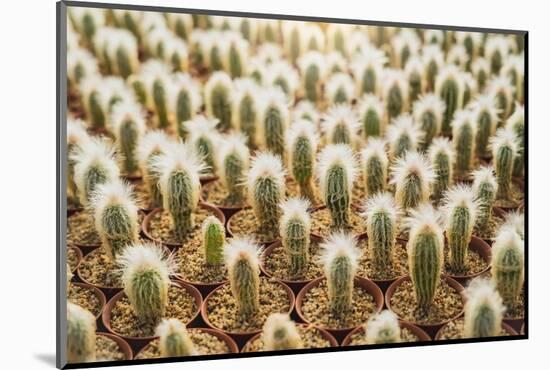 Row of Cactuses in the Flowerpots. Top View of Cactus Farm with Various Cactus Type. Cactus Have Th-bluedog studio-Mounted Photographic Print