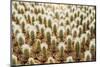 Row of Cactuses in the Flowerpots. Top View of Cactus Farm with Various Cactus Type. Cactus Have Th-bluedog studio-Mounted Photographic Print